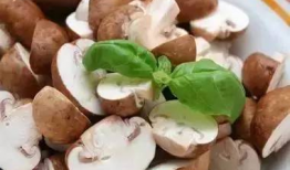 蘑菇爆料网每日爆料黑料吃瓜,每日黑料揭秘，吃瓜群众狂欢时刻